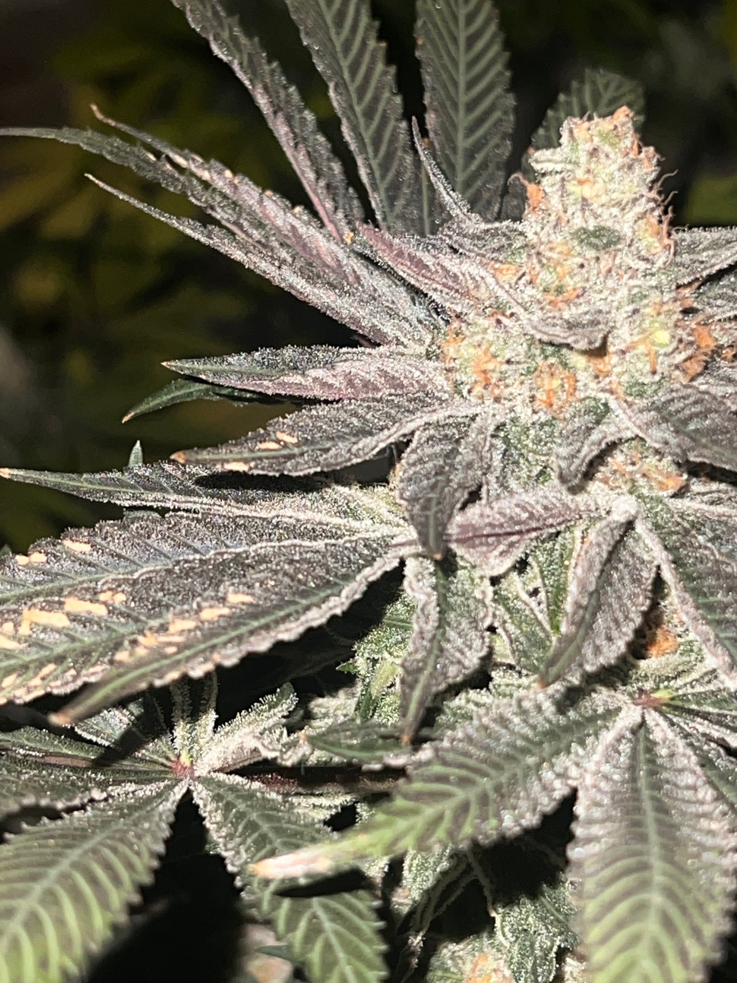 Clockwurkle (11 Reg. Souvenir Seeds)