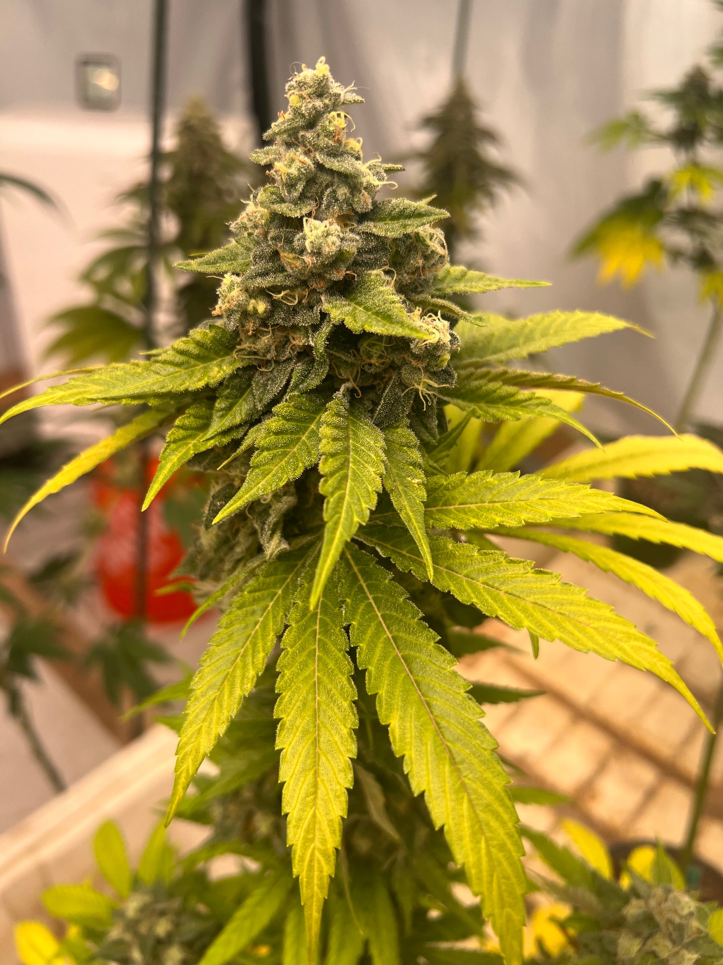 Peanut Kush (7 Novelty Feminized Seeds)