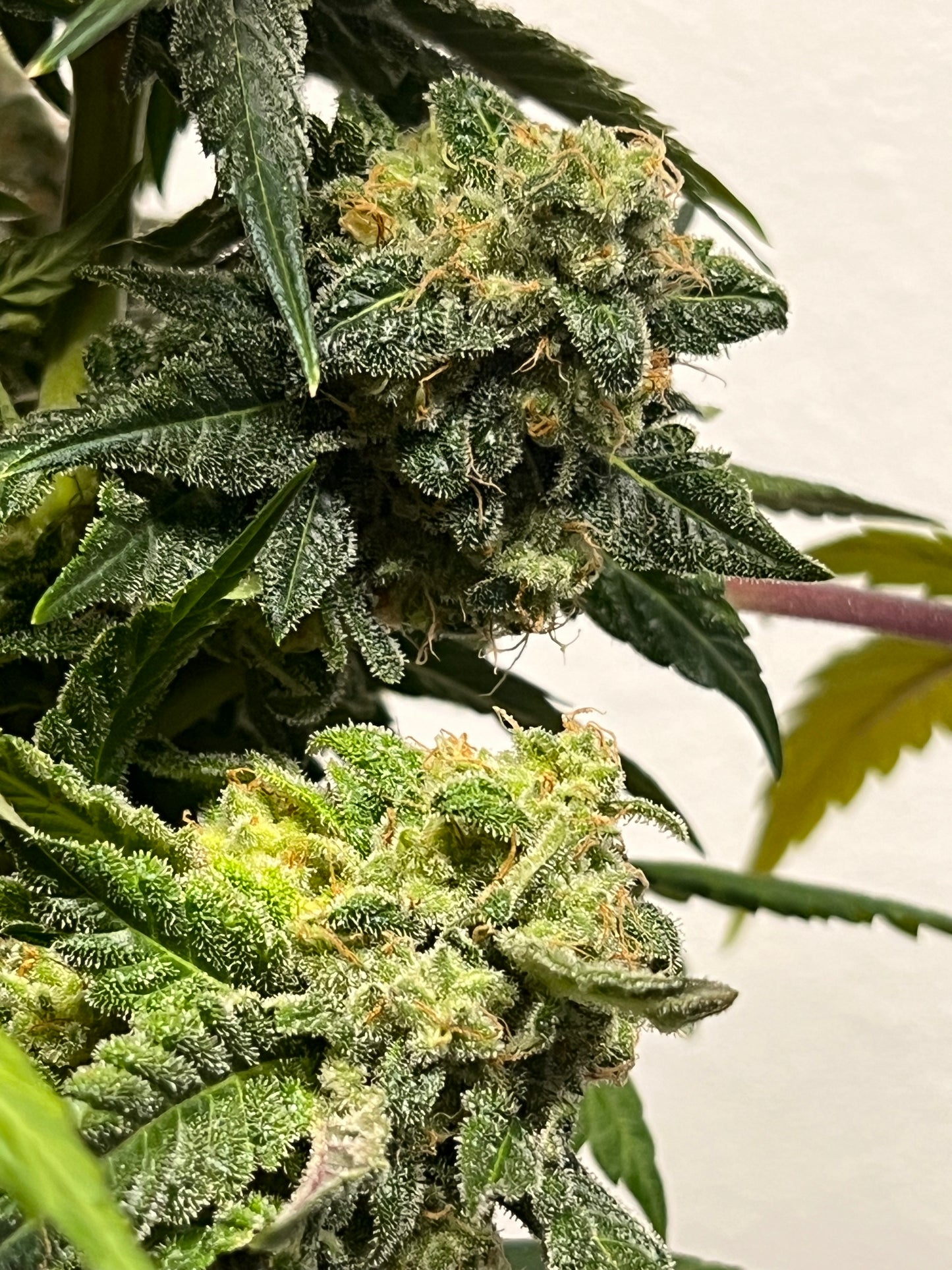 Peanut Kush (7 Novelty Feminized Seeds)