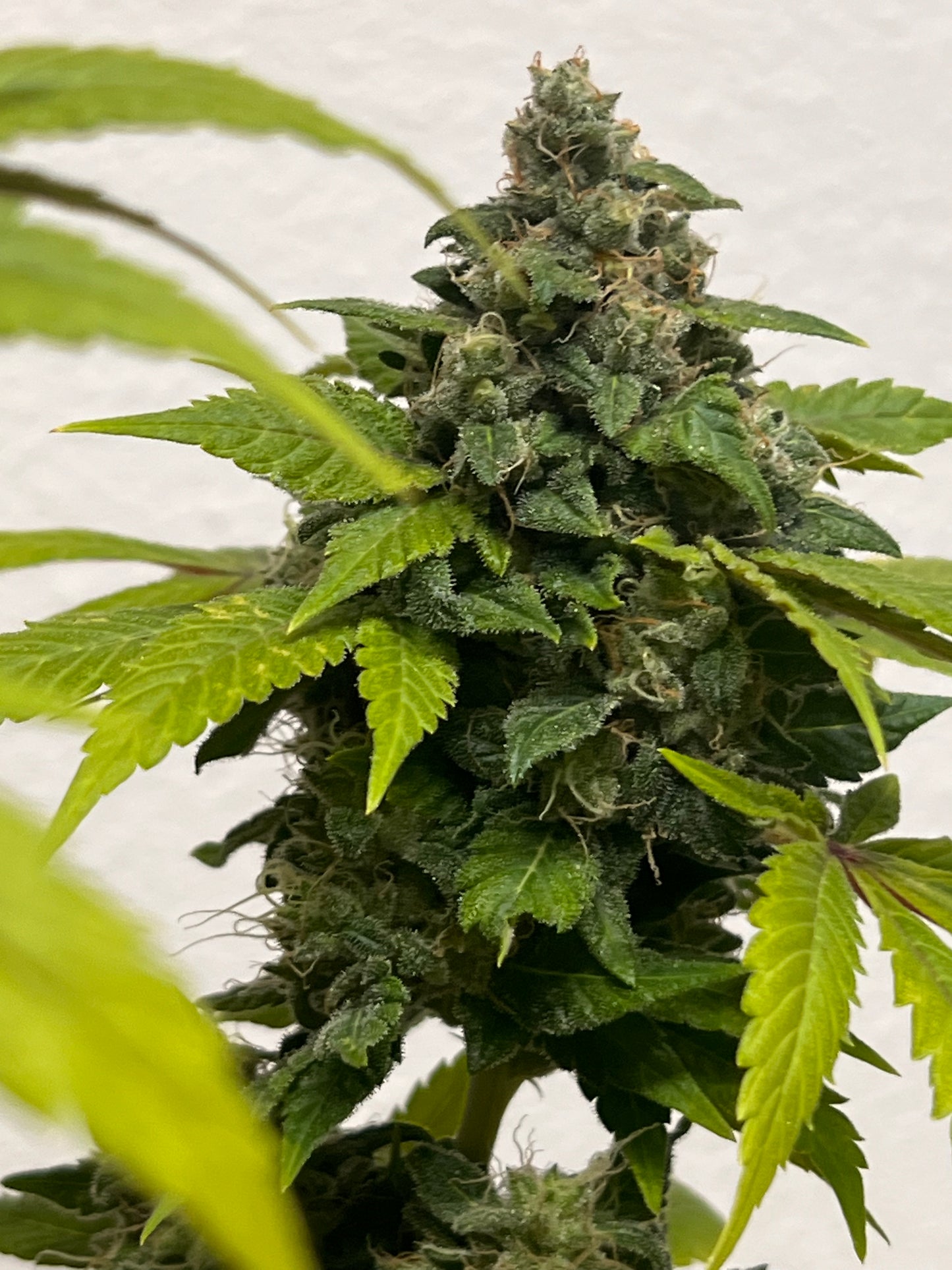 Peanut Kush (7 Novelty Feminized Seeds)