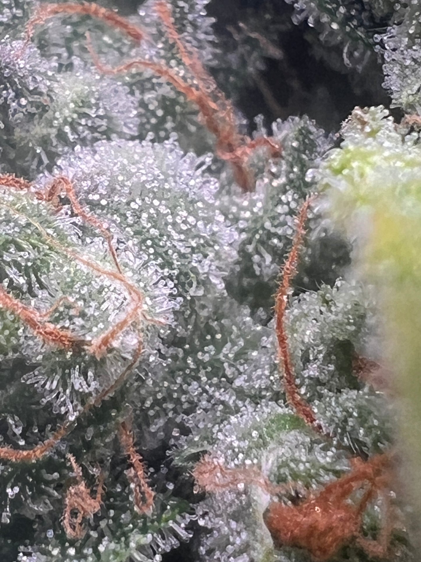 Peanut Kush (7 Novelty Feminized Seeds)