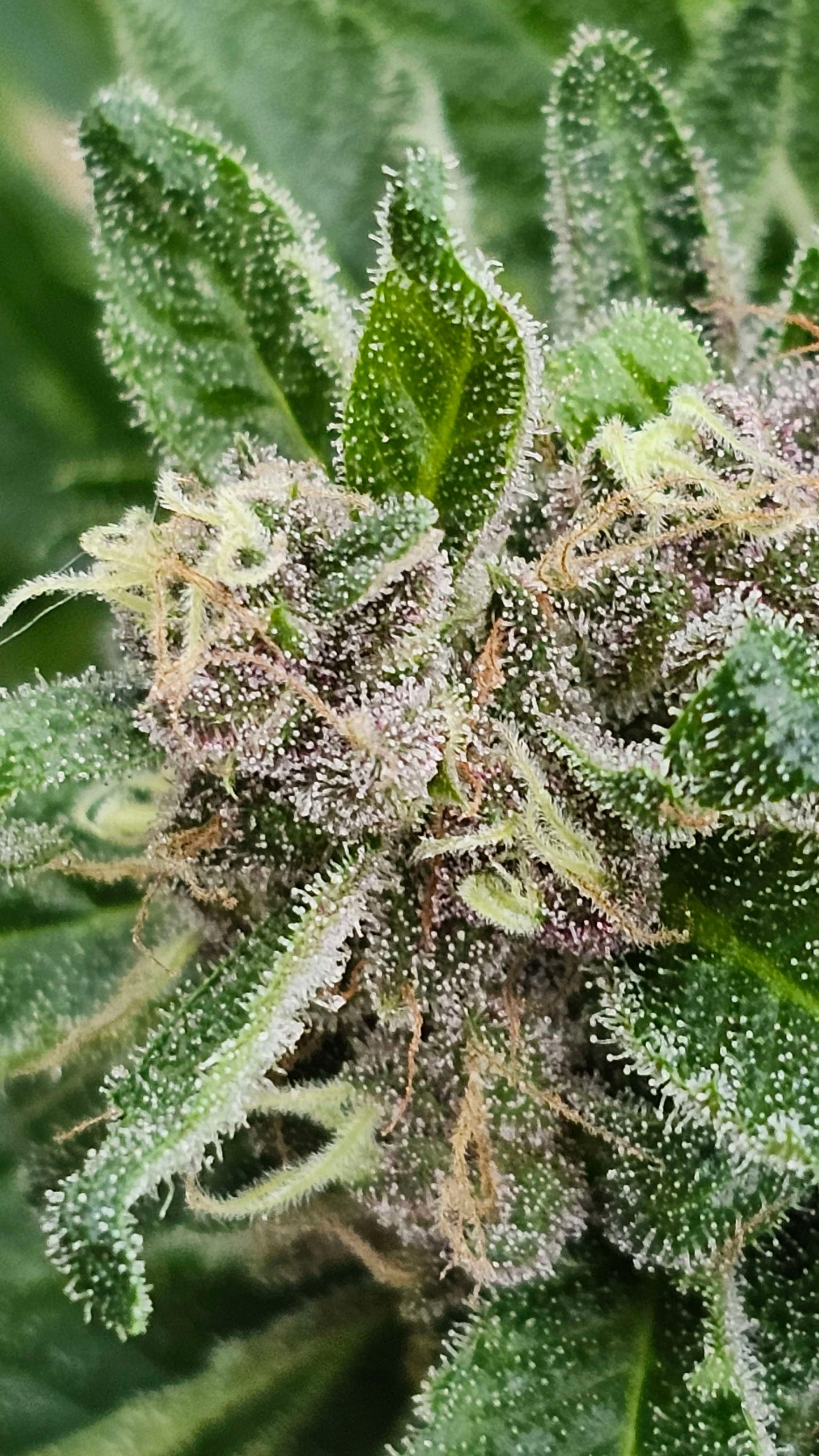 Clockwork Stunna (12 Reg. Novelty Seeds)