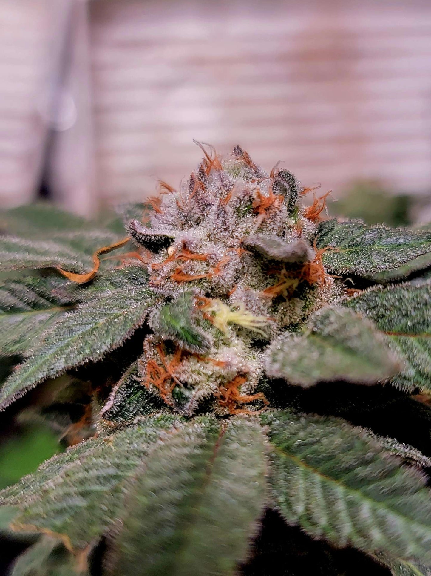 Midnight Marauder (7 Fem. Novelty Seeds)