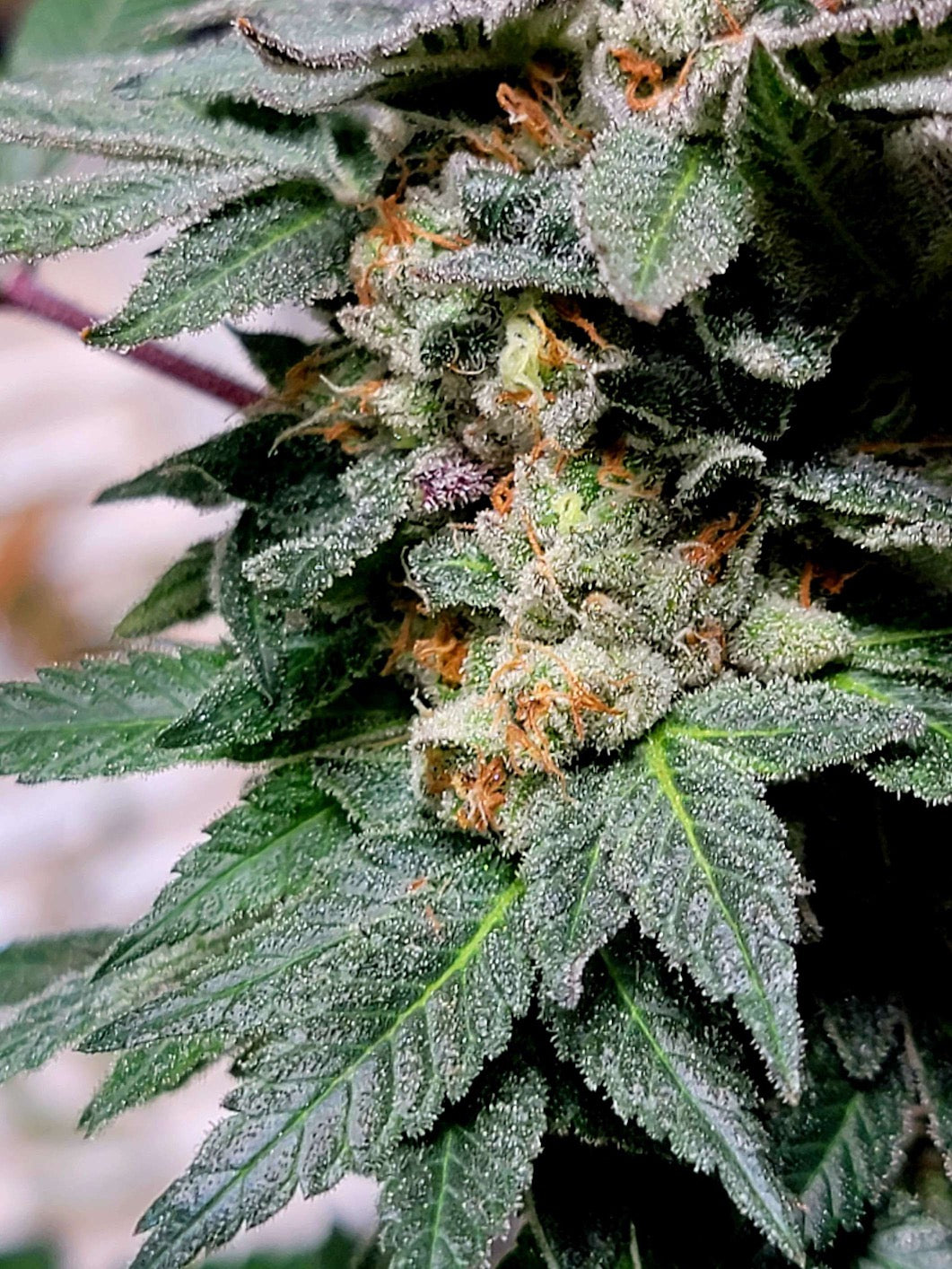 Midnight Marauder (7 Fem. Novelty Seeds)