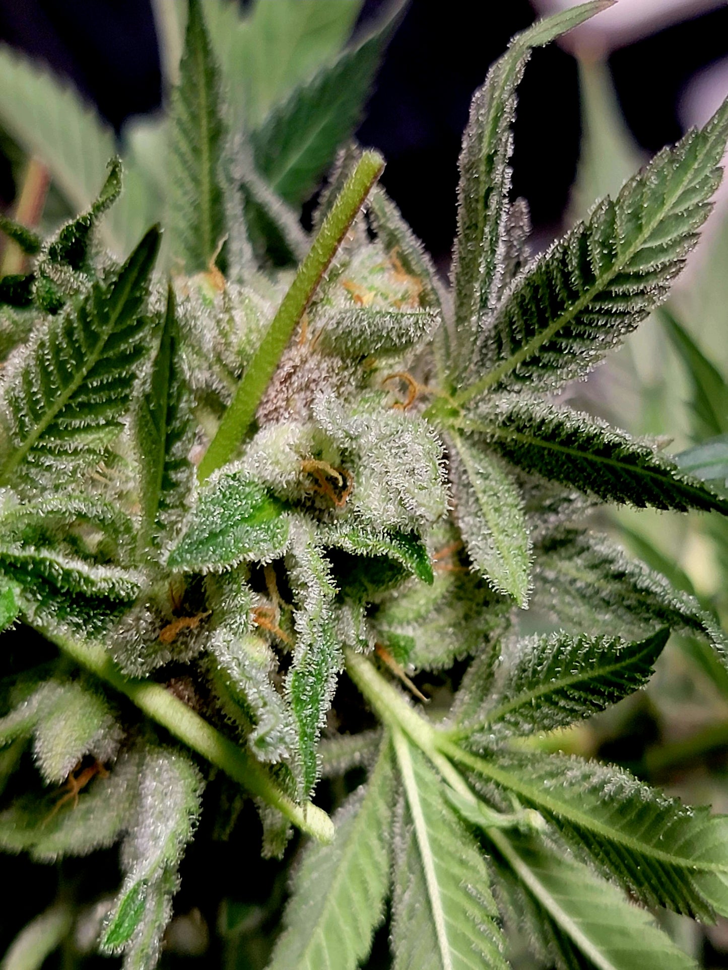 Midnight Marauder (7 Fem. Novelty Seeds)