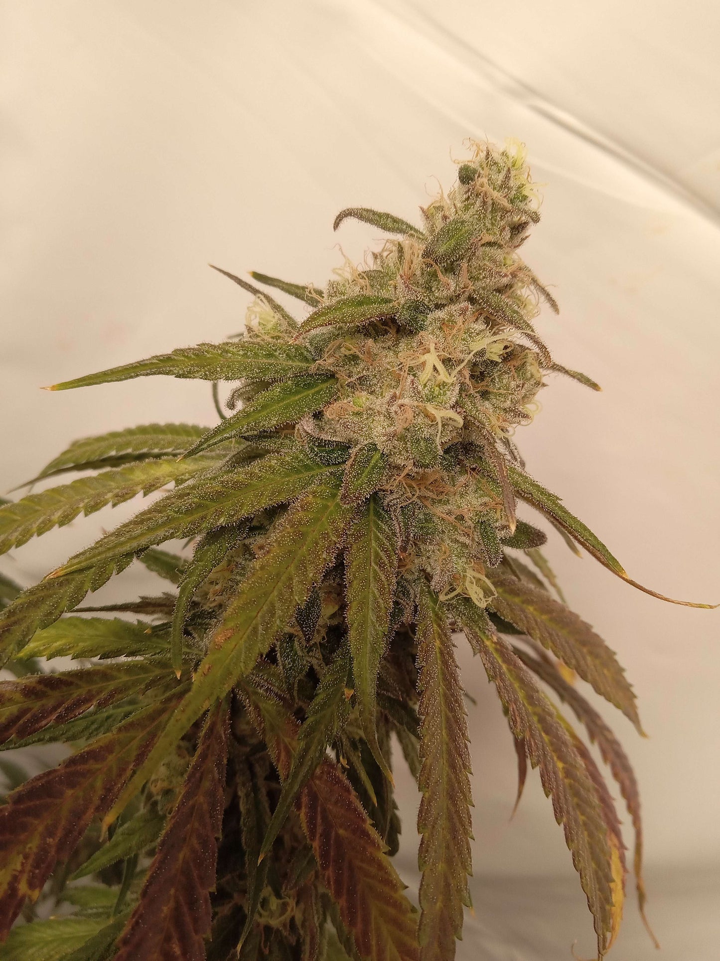 Forest Pup (7 Novelty Fem. Seeds)