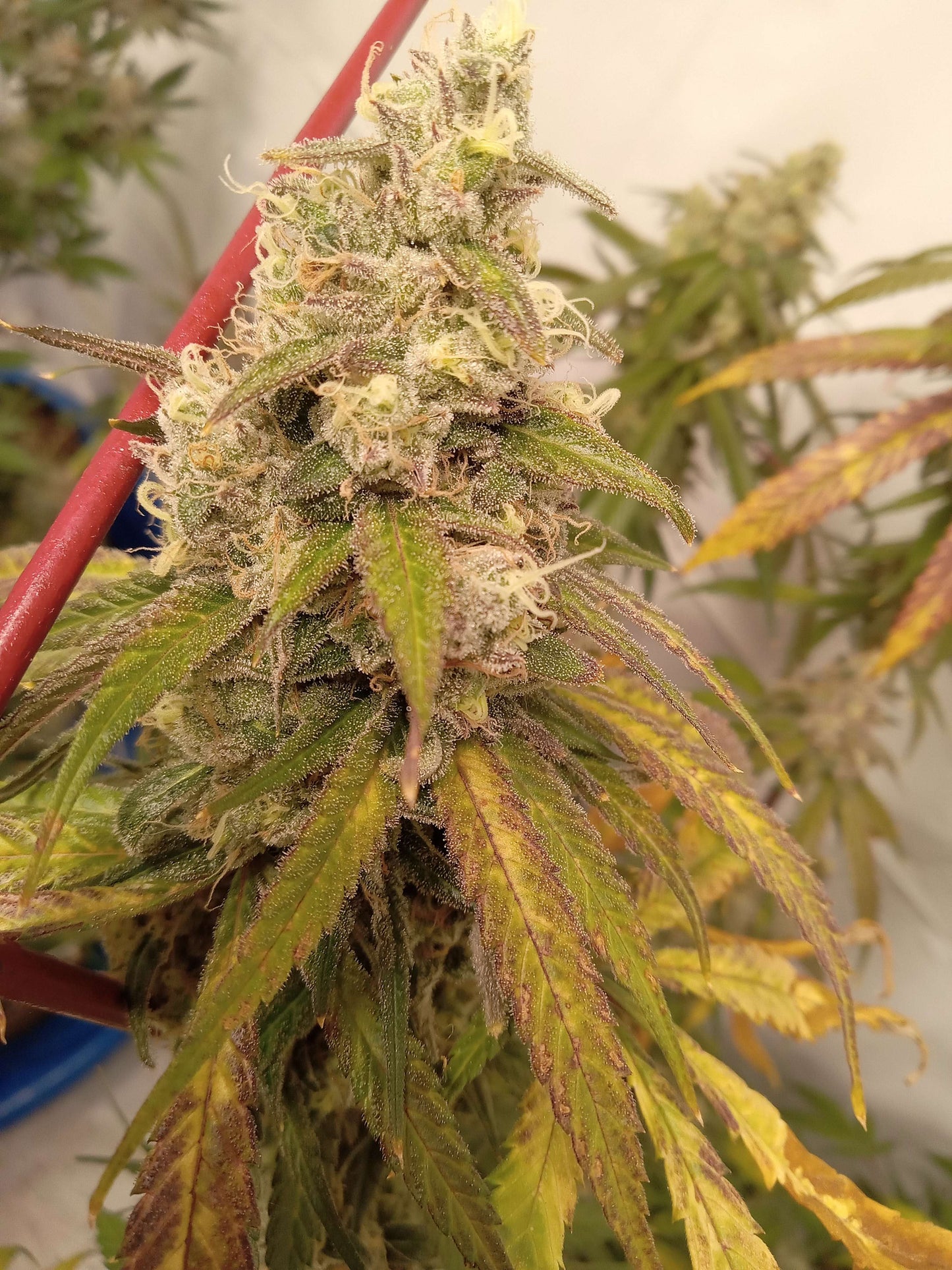 Forest Pup (7 Novelty Fem. Seeds)