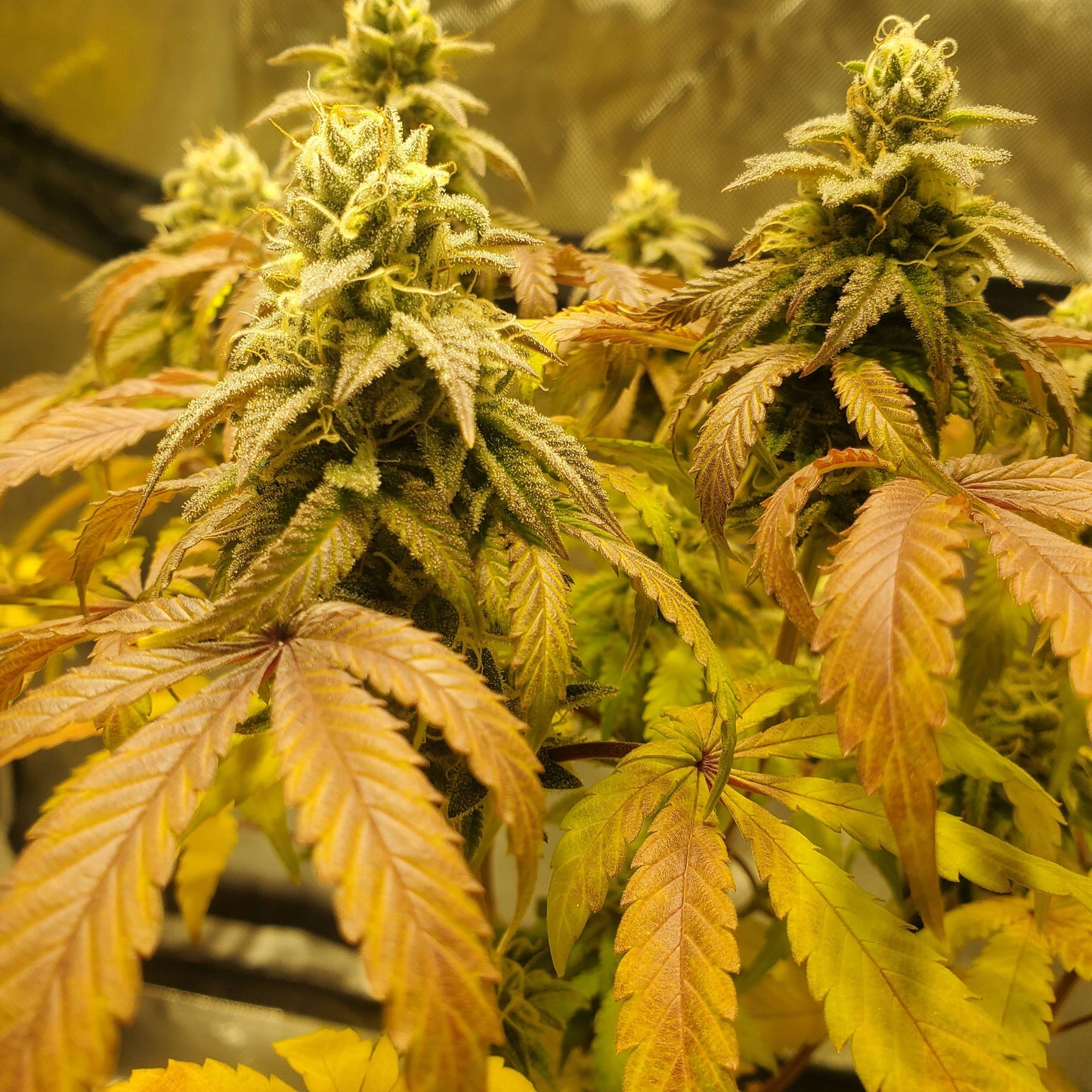 Forest Pup (7 Novelty Fem. Seeds)