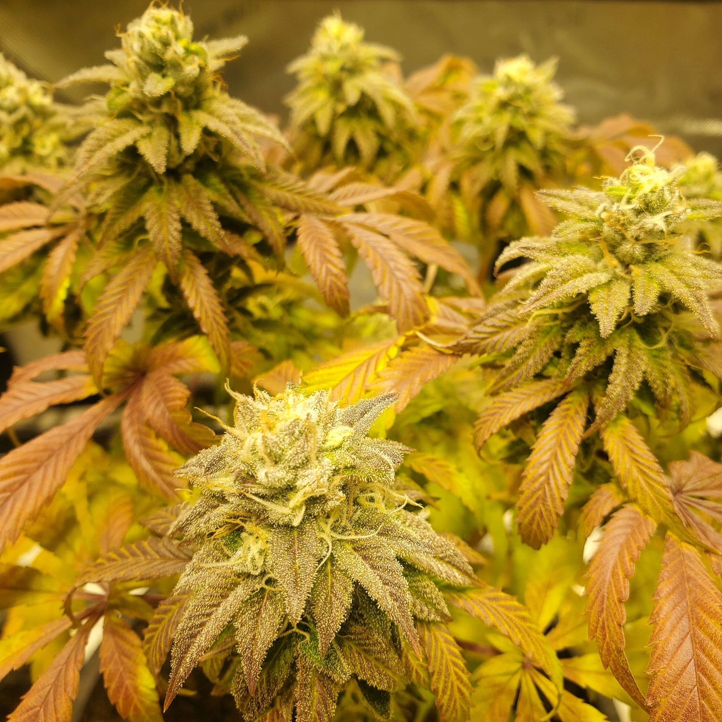 Forest Pup (7 Novelty Fem. Seeds)