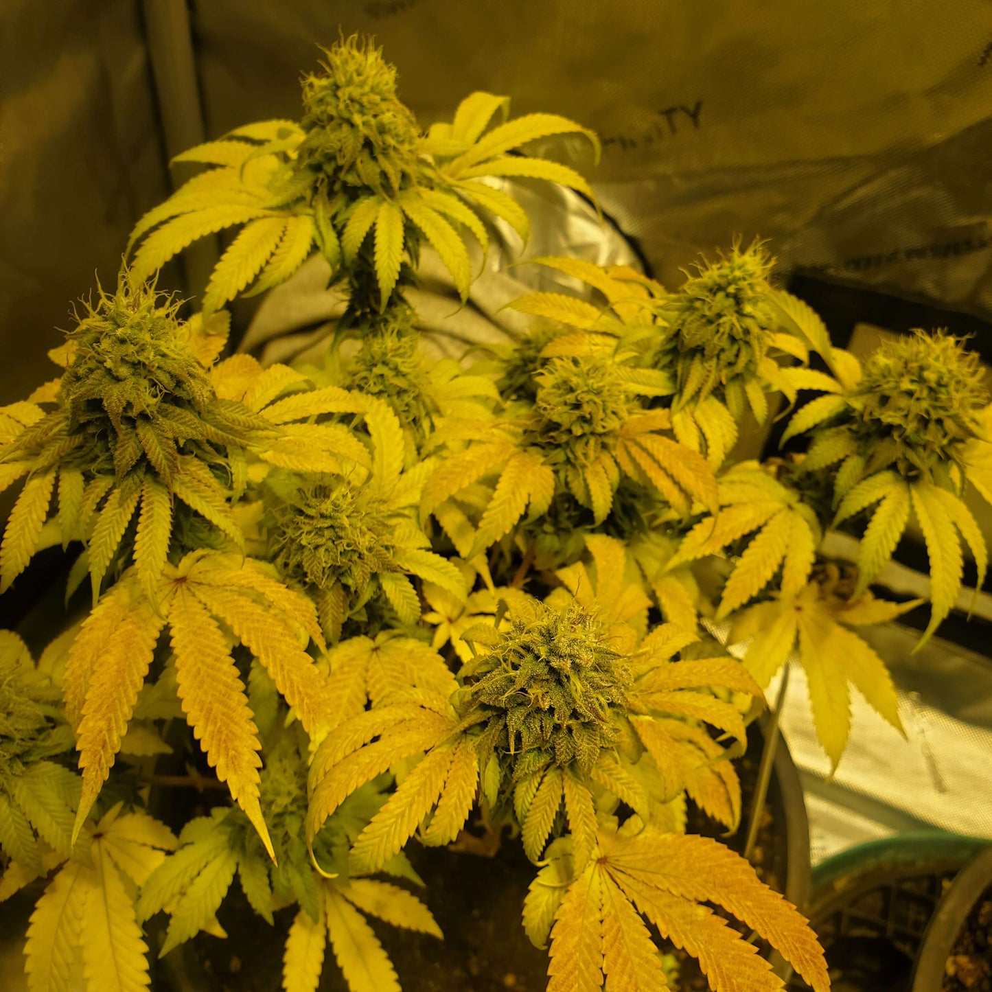 Forest Pup (7 Novelty Fem. Seeds)