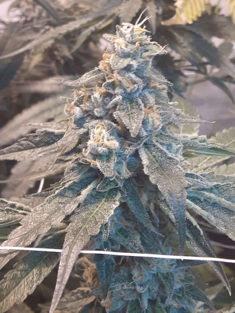 The Valley Dog (7 Fem. Novelty Seeds)