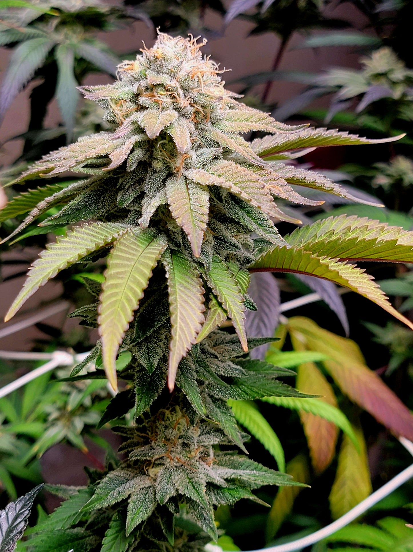 Clockwork Piff F3 (12 Novelty Reg Seeds)