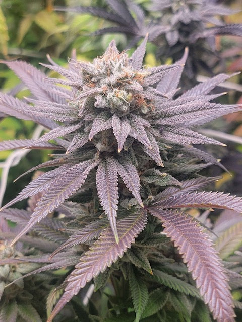 Clockwork Piff F3 (12 Novelty Reg Seeds)