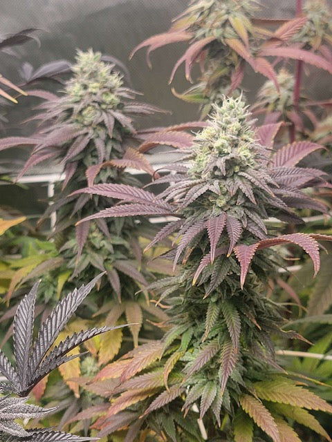 Clockwork Piff F3 (12 Novelty Reg Seeds)