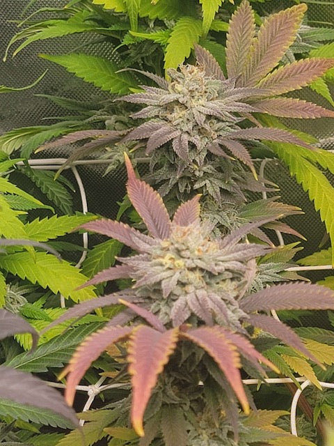 Clockwork Piff F3 (12 Novelty Reg Seeds)