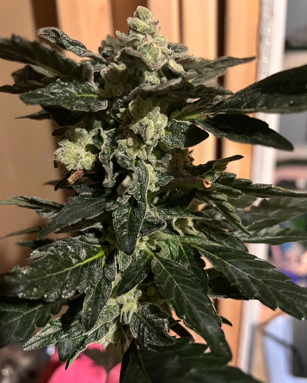 Ghandi's Dessert (12 Novelty Fem Seeds)