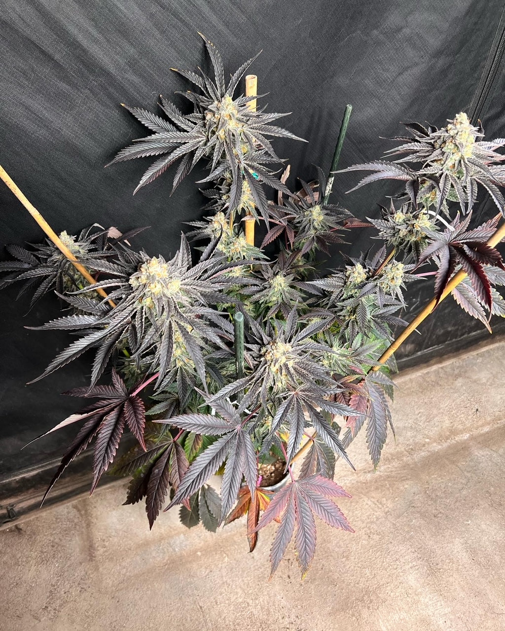 Kerosene Custard (6 Feminized Novelty Seeds)