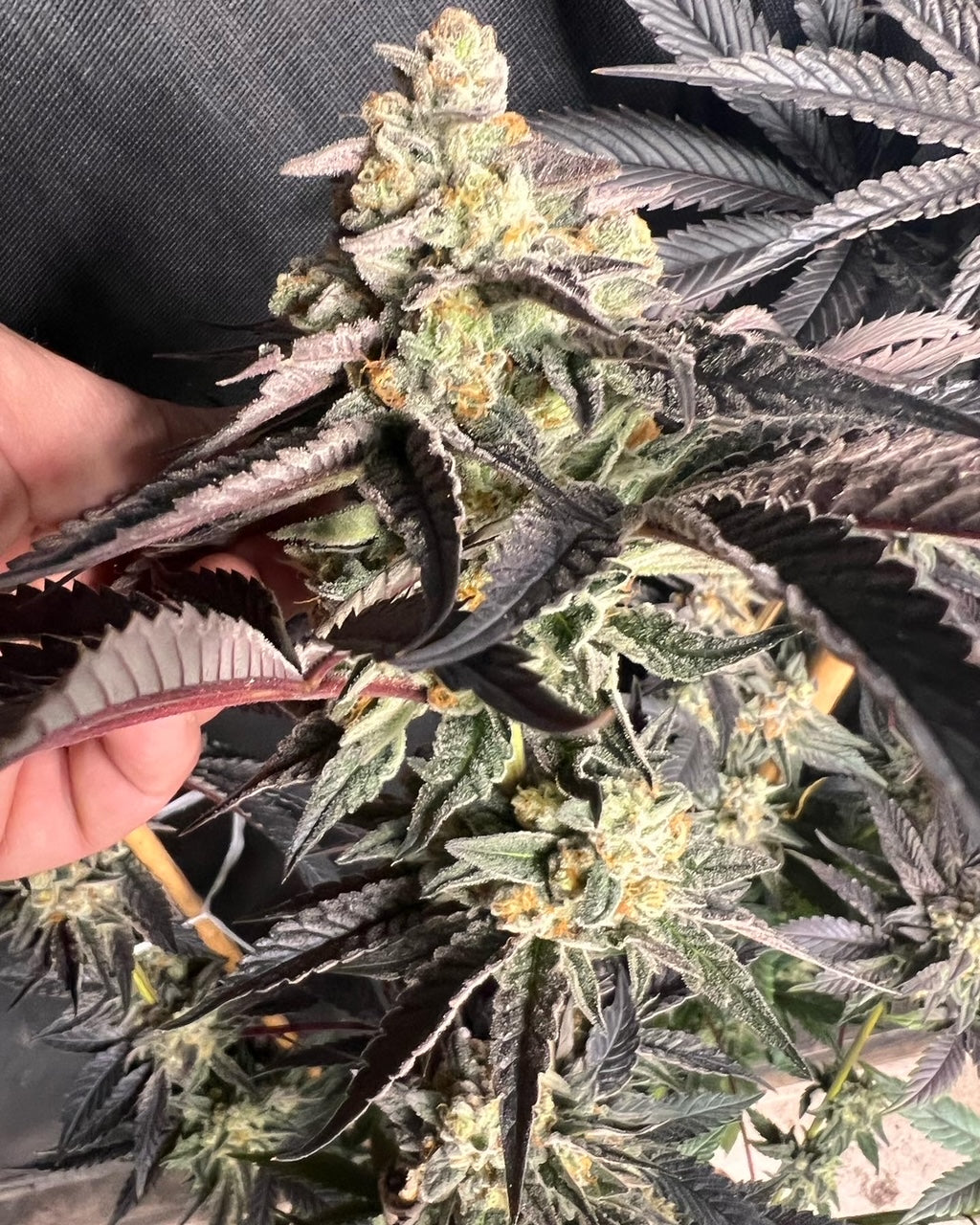 Kerosene Custard (6 Feminized Novelty Seeds)