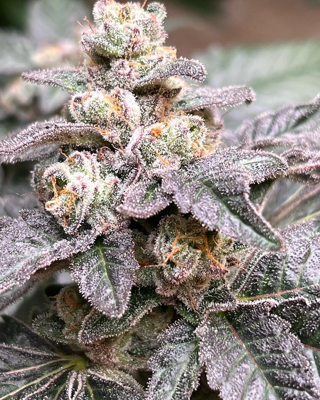 Ghandi's Dessert (12 Novelty Fem Seeds)
