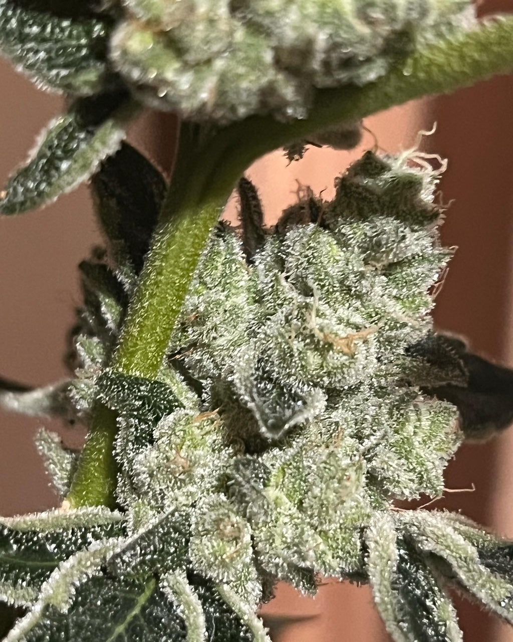 Ghandi's Dessert (12 Novelty Fem Seeds)