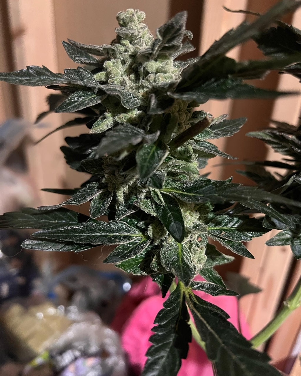 Ghandi's Dessert (12 Novelty Fem Seeds)
