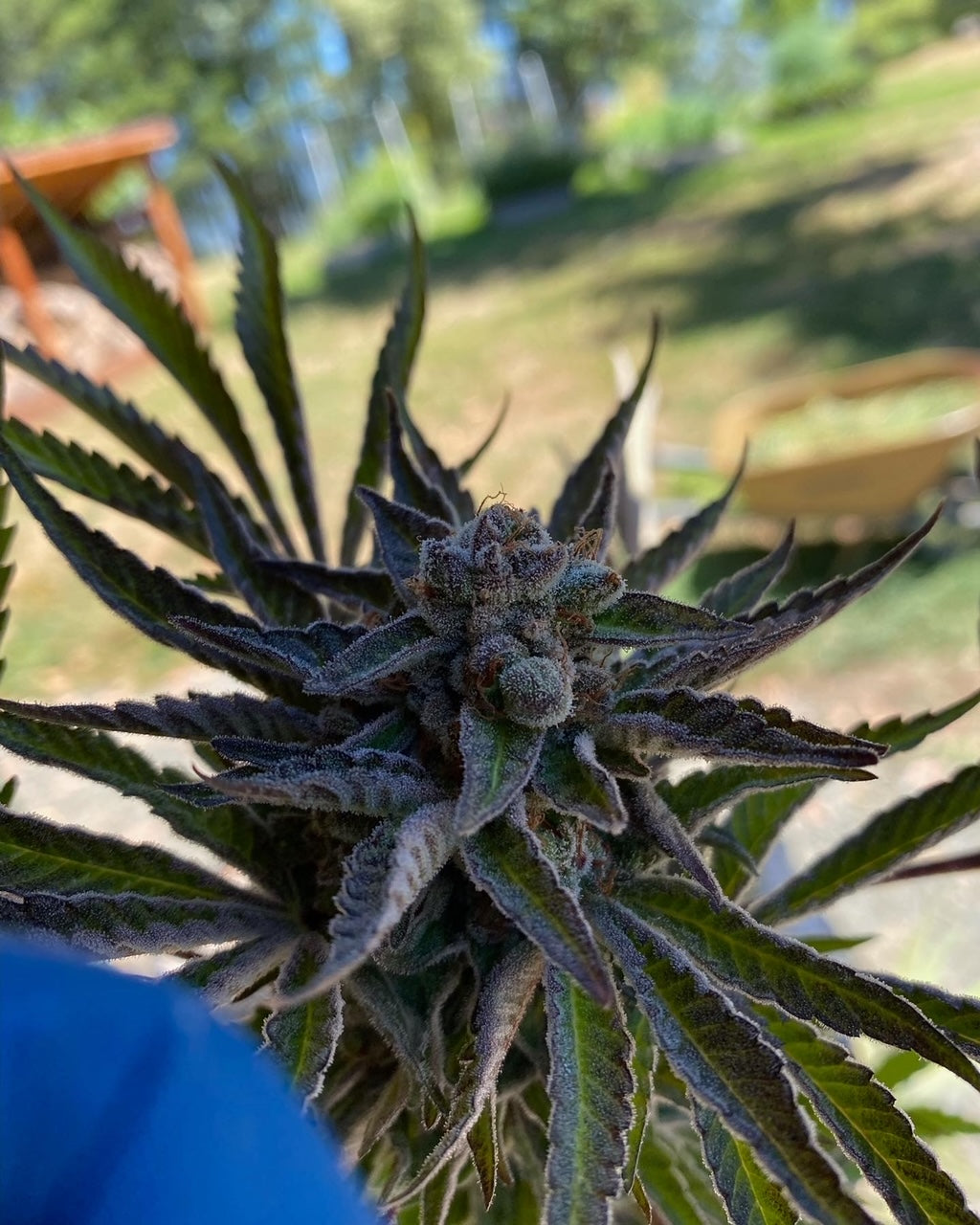 T.A.G.L.A.Y. (6 Novelty Fem. Seeds)