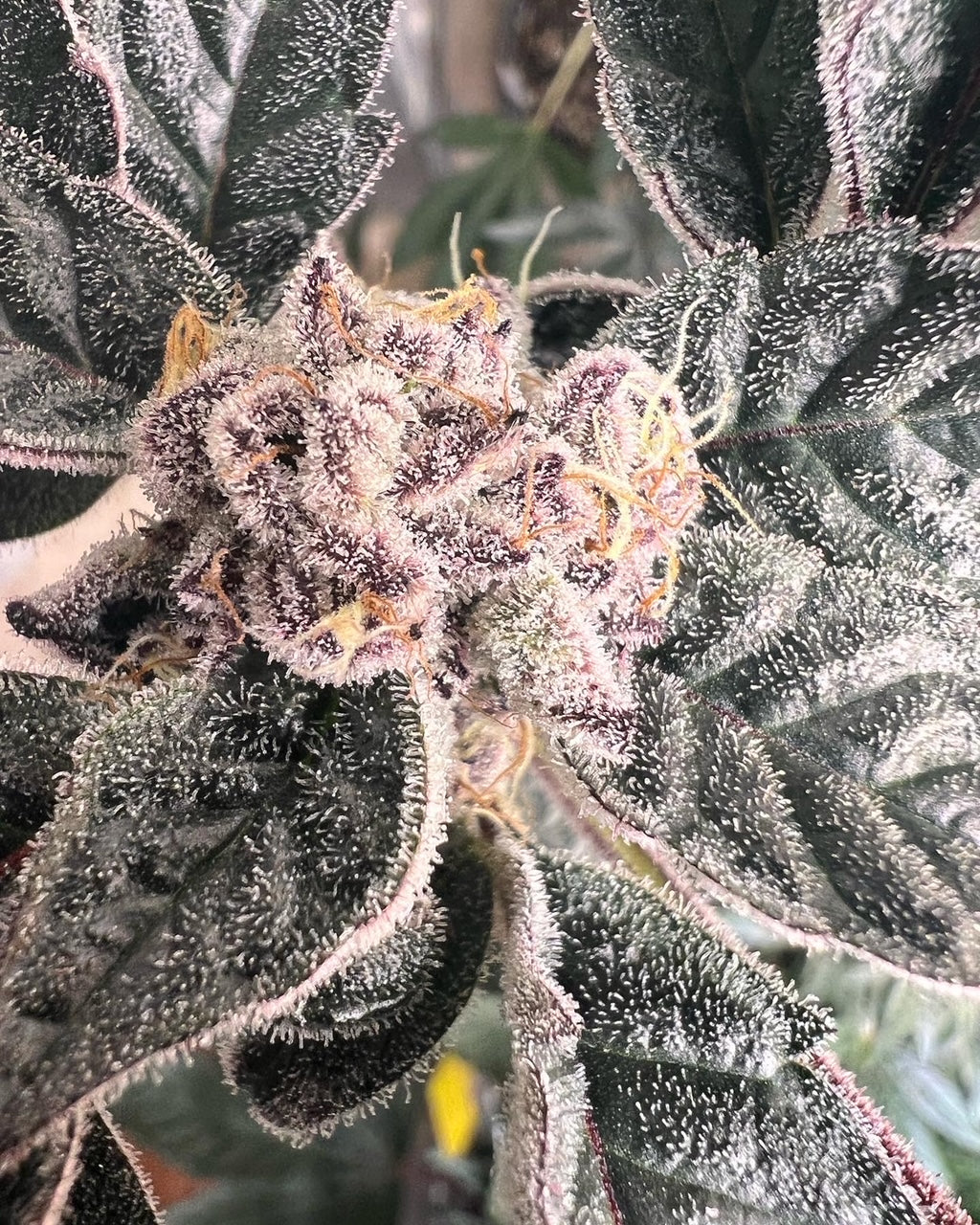 T.A.G.L.A.Y. (6 Novelty Fem. Seeds)