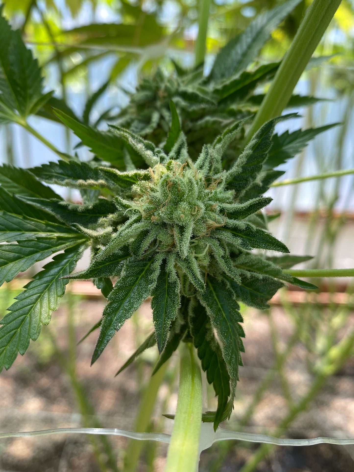 Ghandi's Dessert (12 Novelty Fem Seeds)