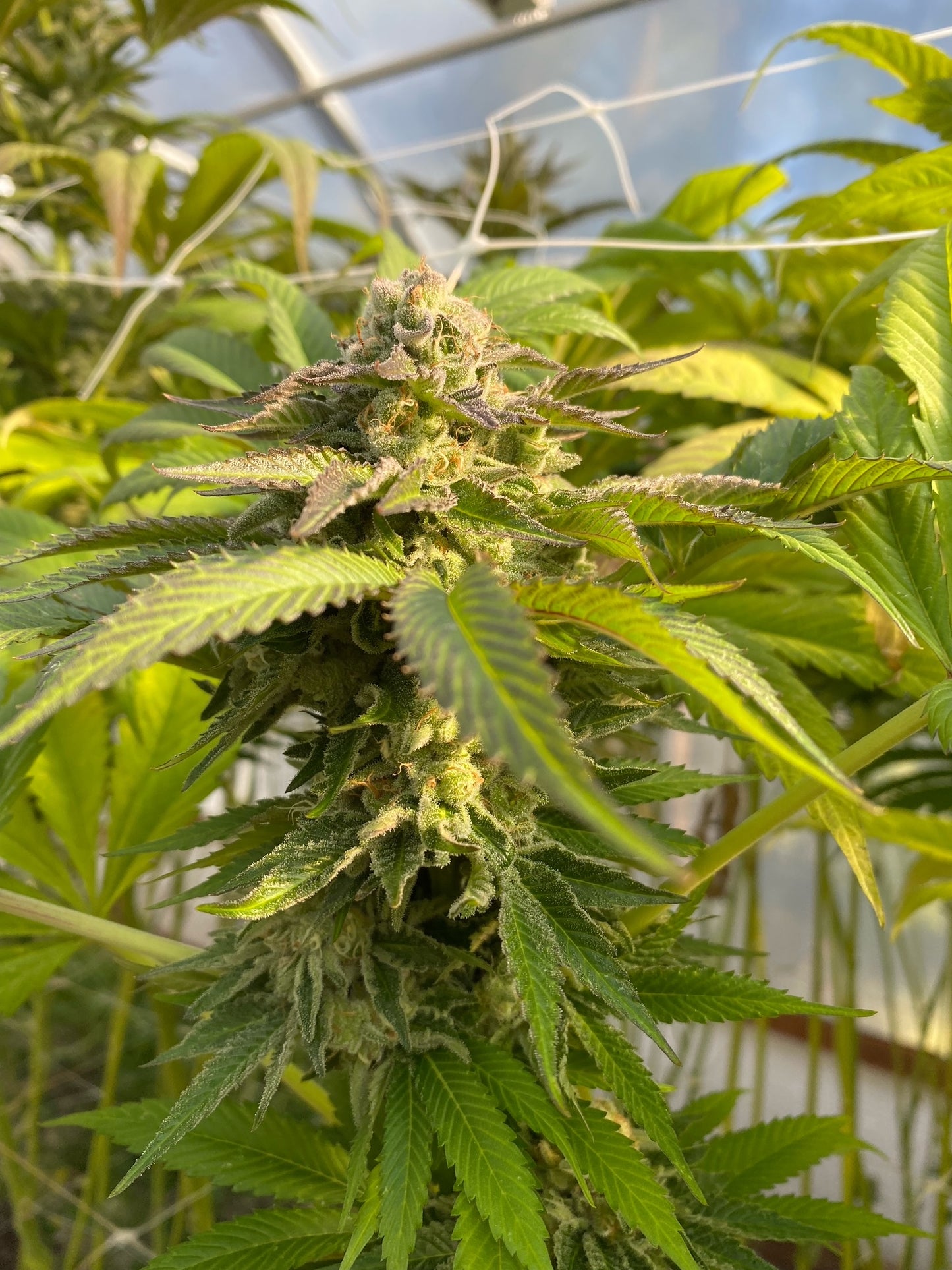 Ghandi's Dessert (12 Novelty Fem Seeds)