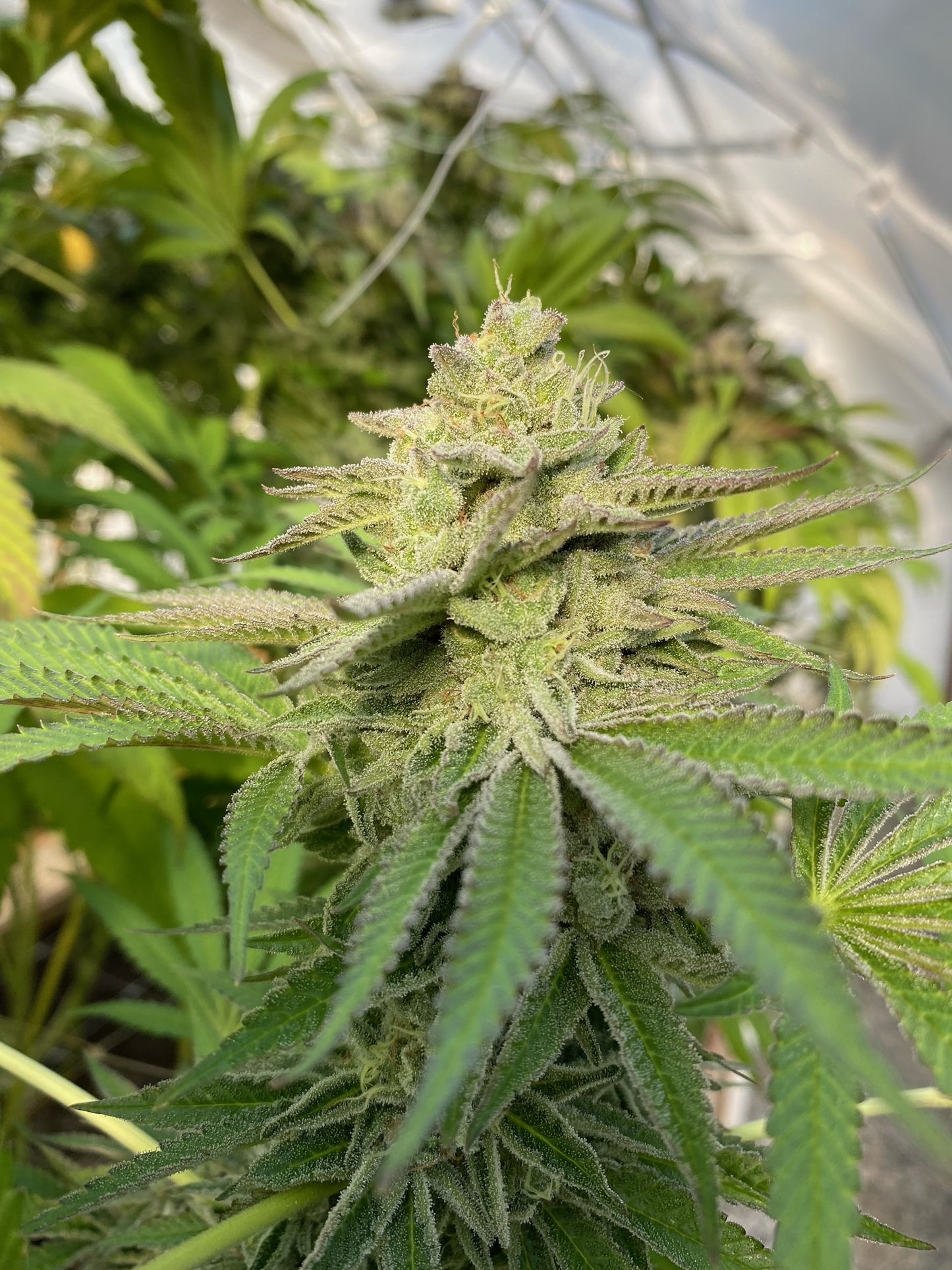 Ghandi's Dessert (12 Novelty Fem Seeds)