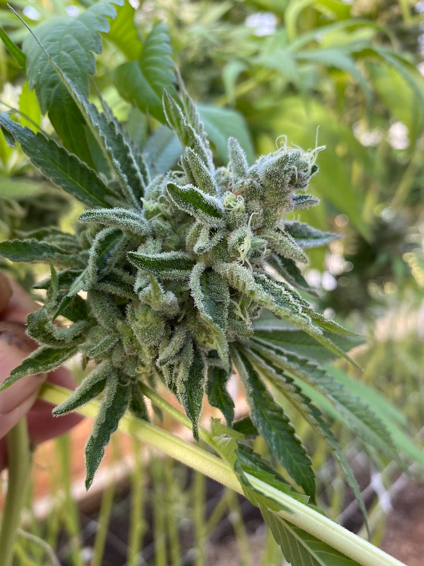 Ghandi's Dessert (12 Novelty Fem Seeds)