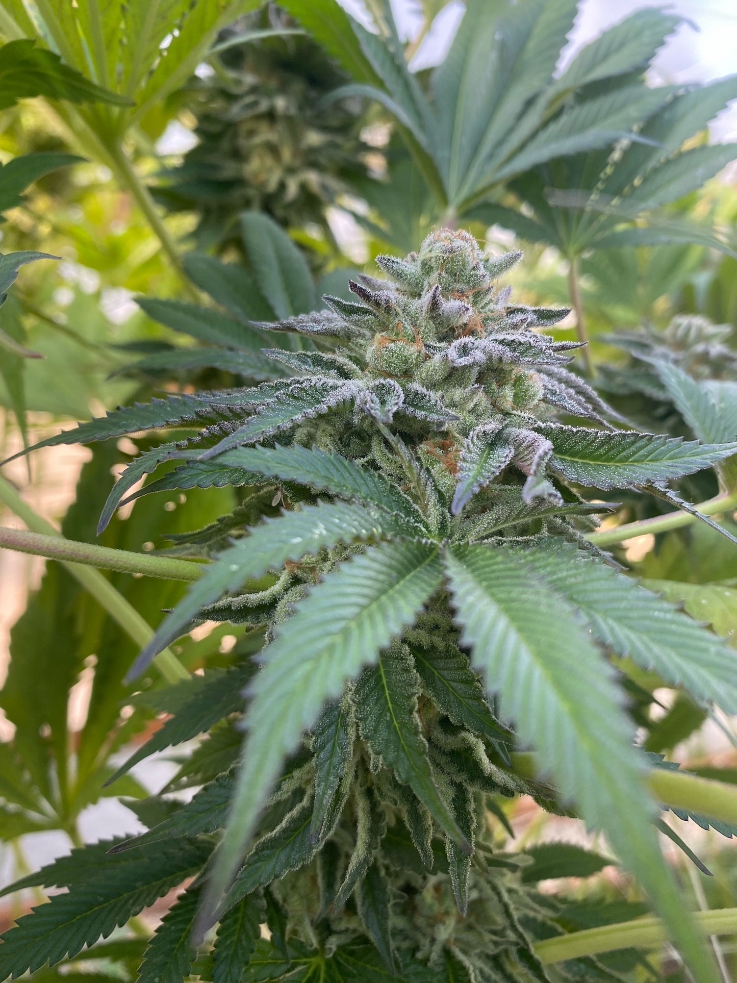 Frozen Doggy Treats (6 Novelty Feminized Seeds)
