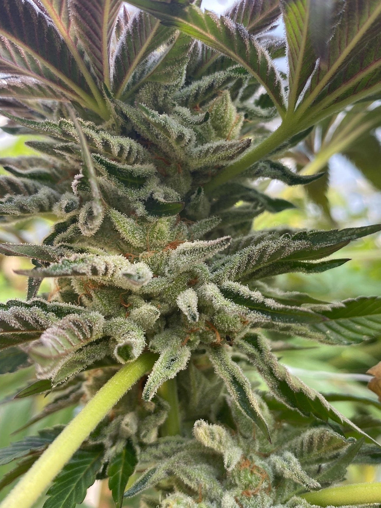 Frozen Doggy Treats (6 Novelty Feminized Seeds)