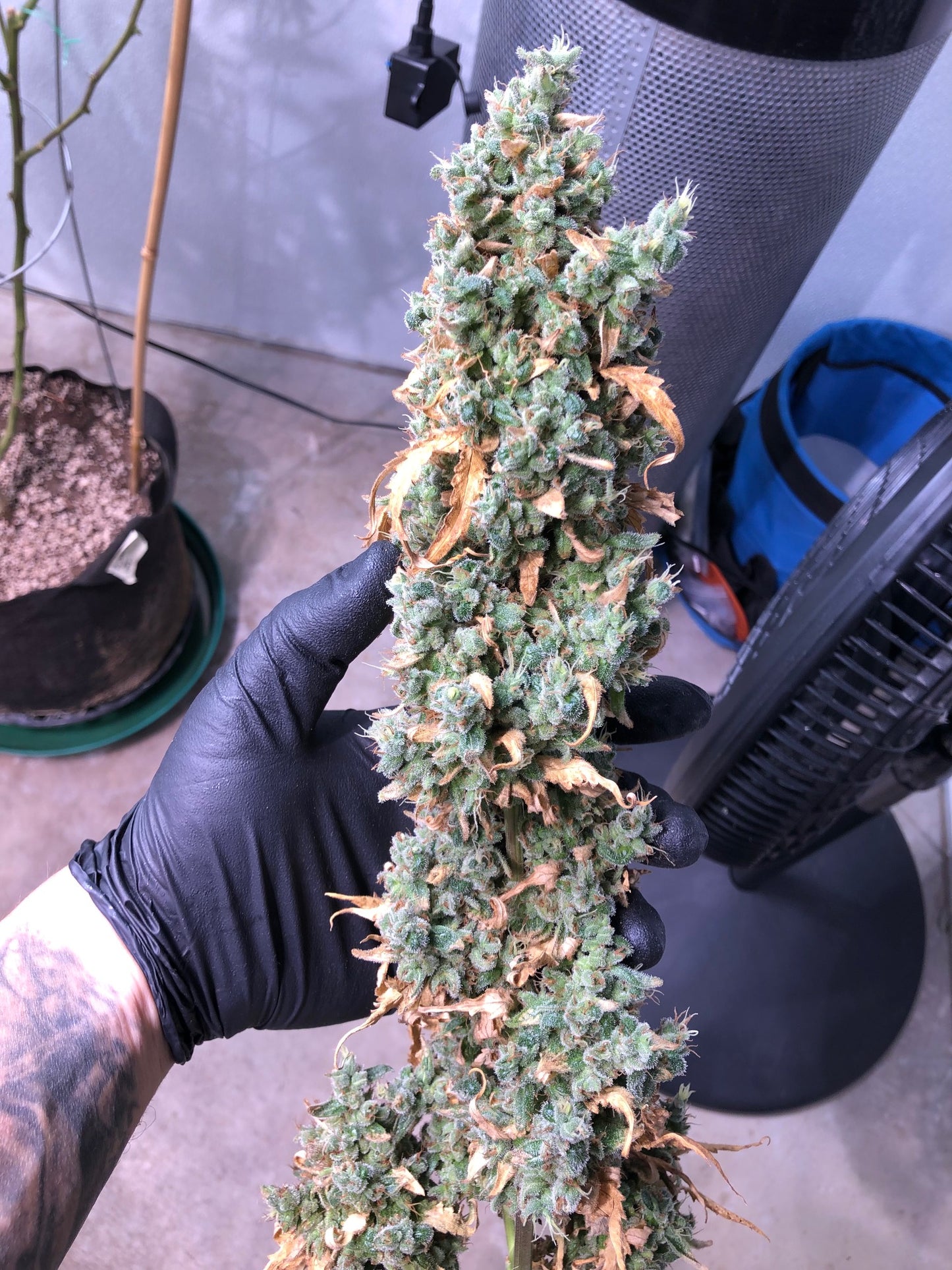 Clockwork Pineapple (12 Regular Souvenir Seeds)