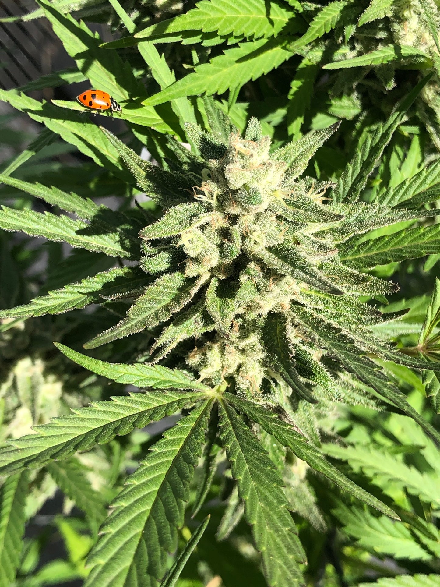 Clockwork Piff F3 (12 Novelty Reg Seeds)