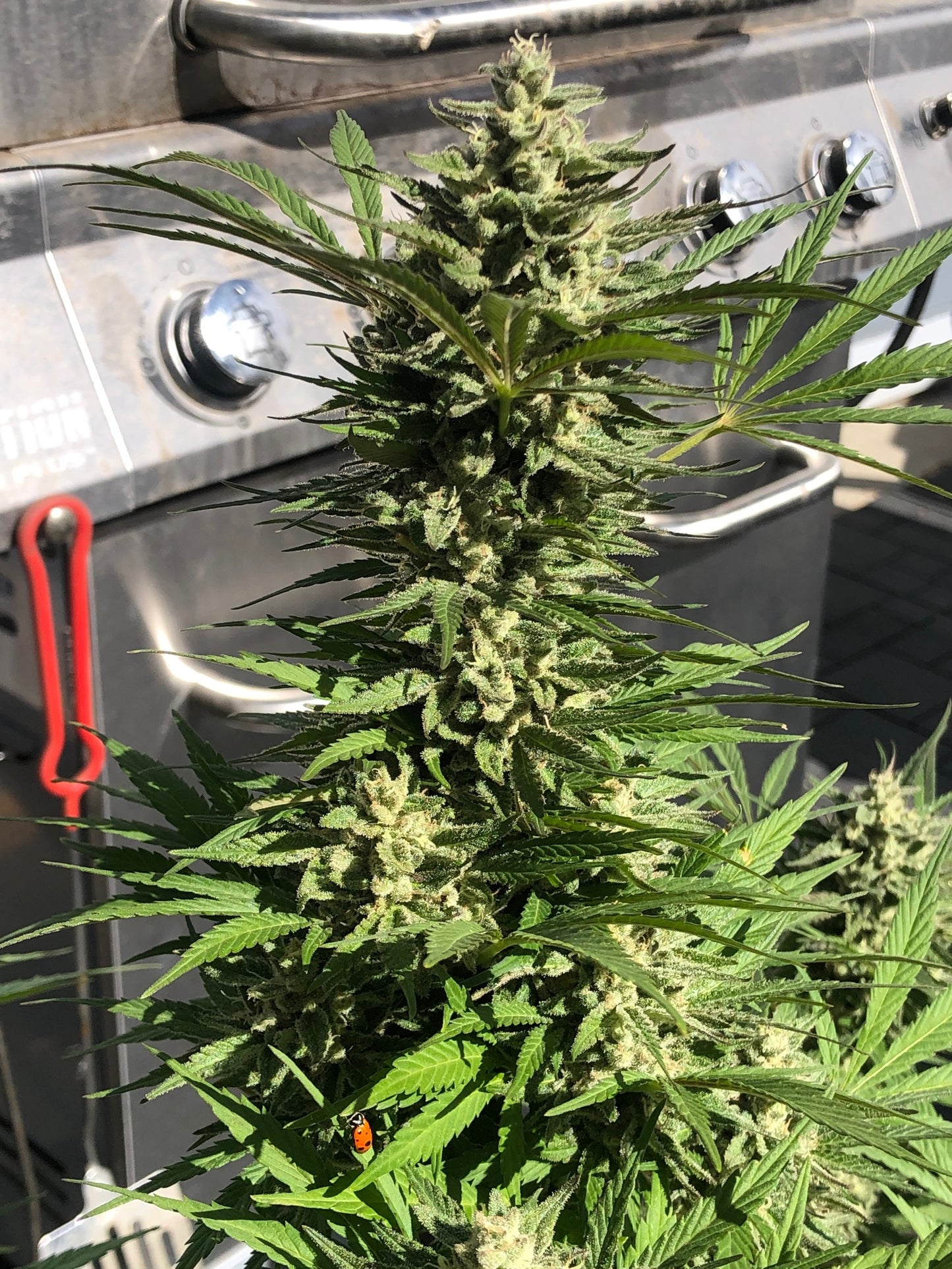 Clockwork Piff F3 (12 Novelty Reg Seeds)