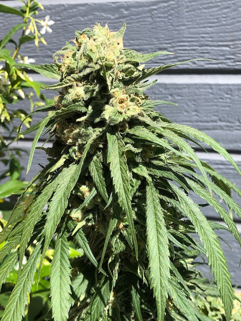 White Lime Haze(10 regular souvenir seeds)