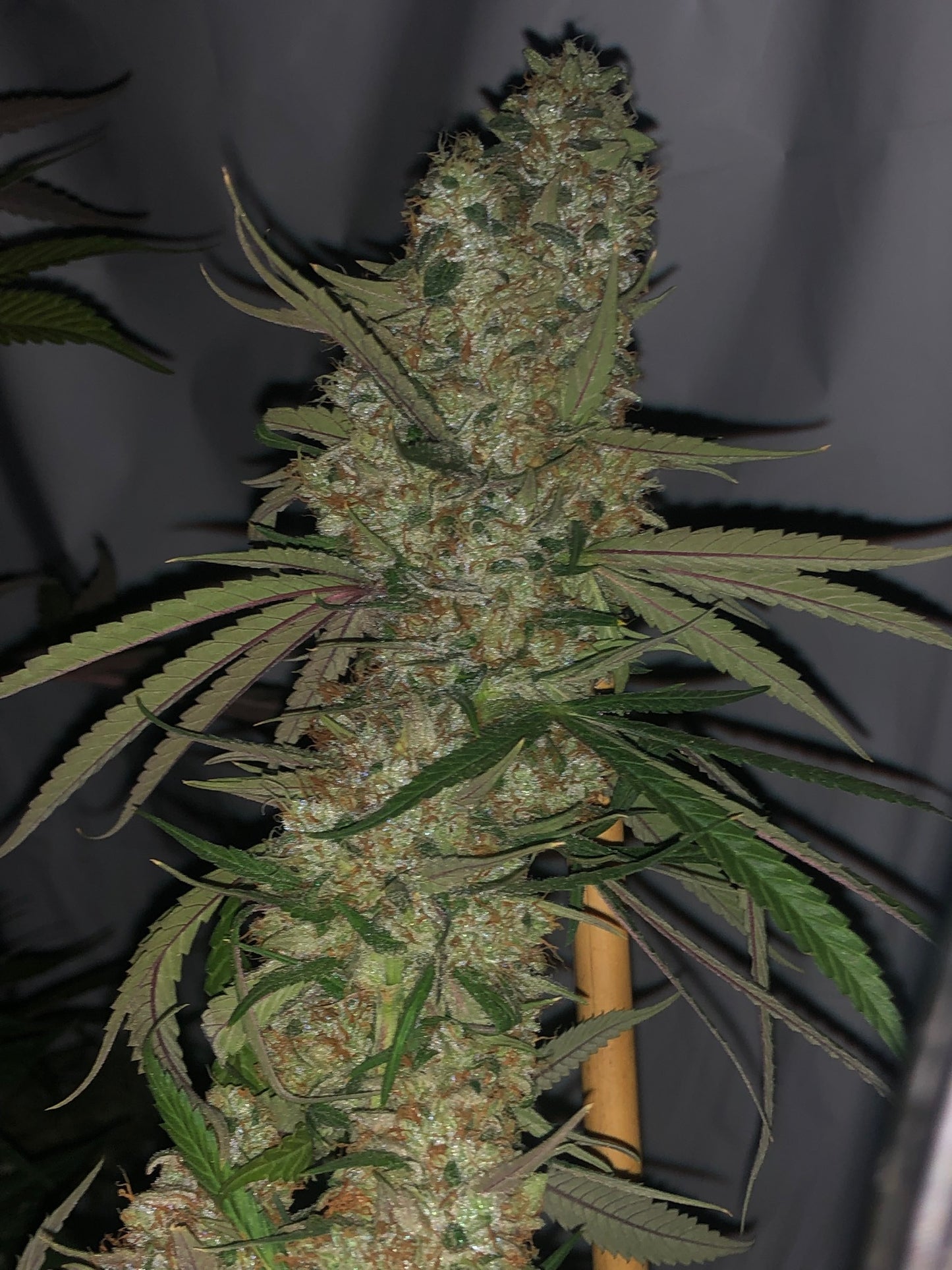 African Pine Soul (10 regular souvenir seeds)