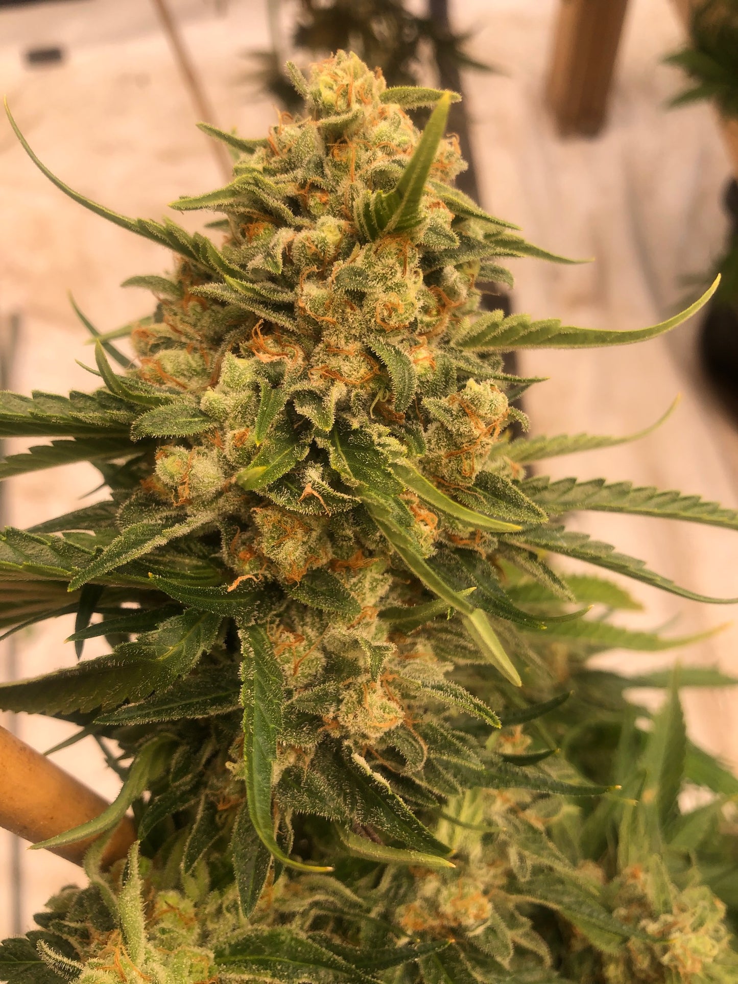 Puppy Dog Haze (10 regular souvenir seeds)