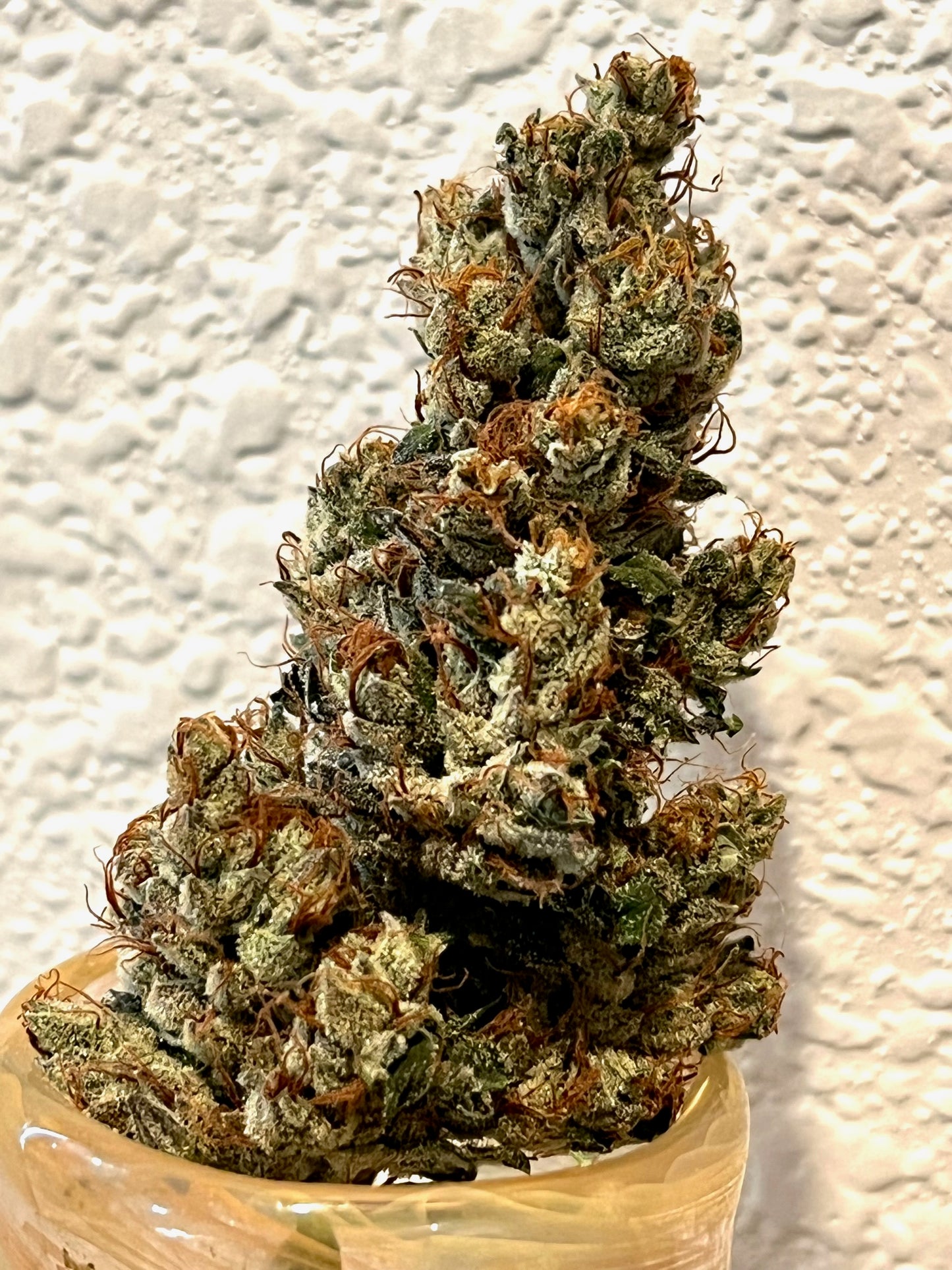 Puppy Dog Haze (10 regular souvenir seeds)