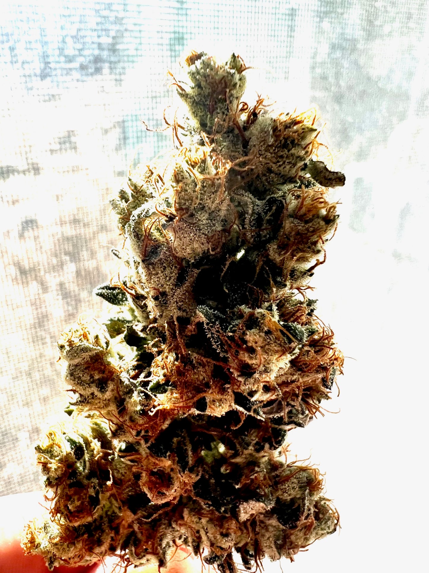 Puppy Dog Haze (10 regular souvenir seeds)