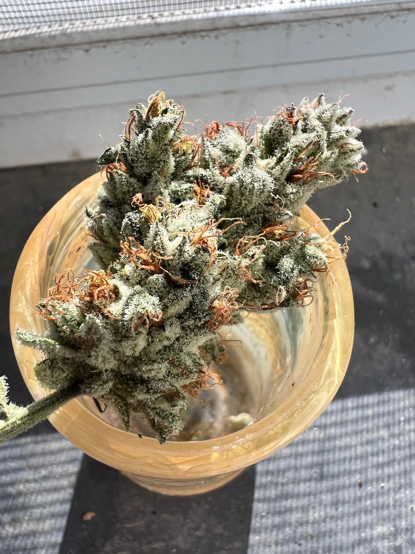 African Pine Soul (10 regular souvenir seeds)