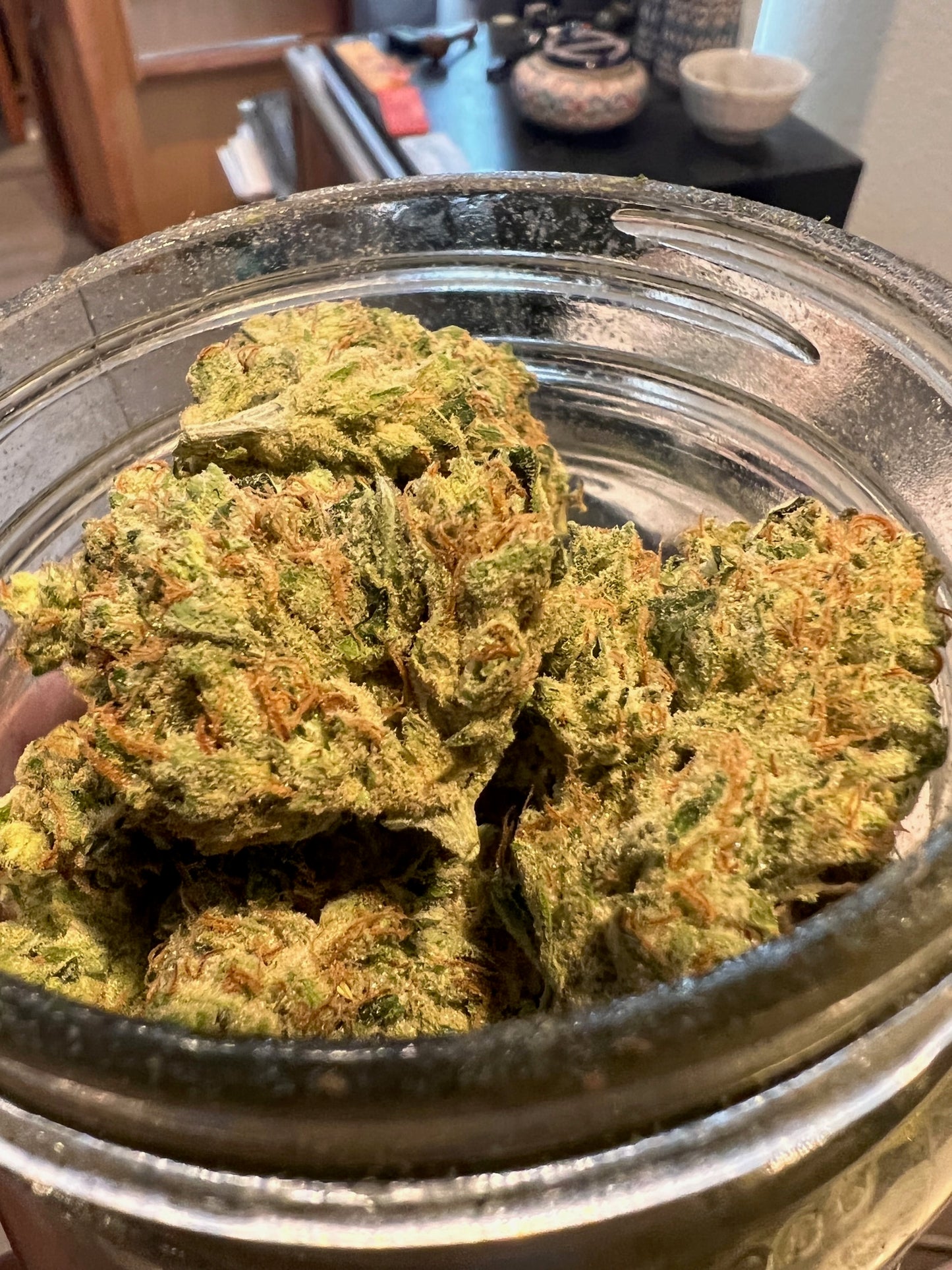 Puppy Dog Haze (10 regular souvenir seeds)