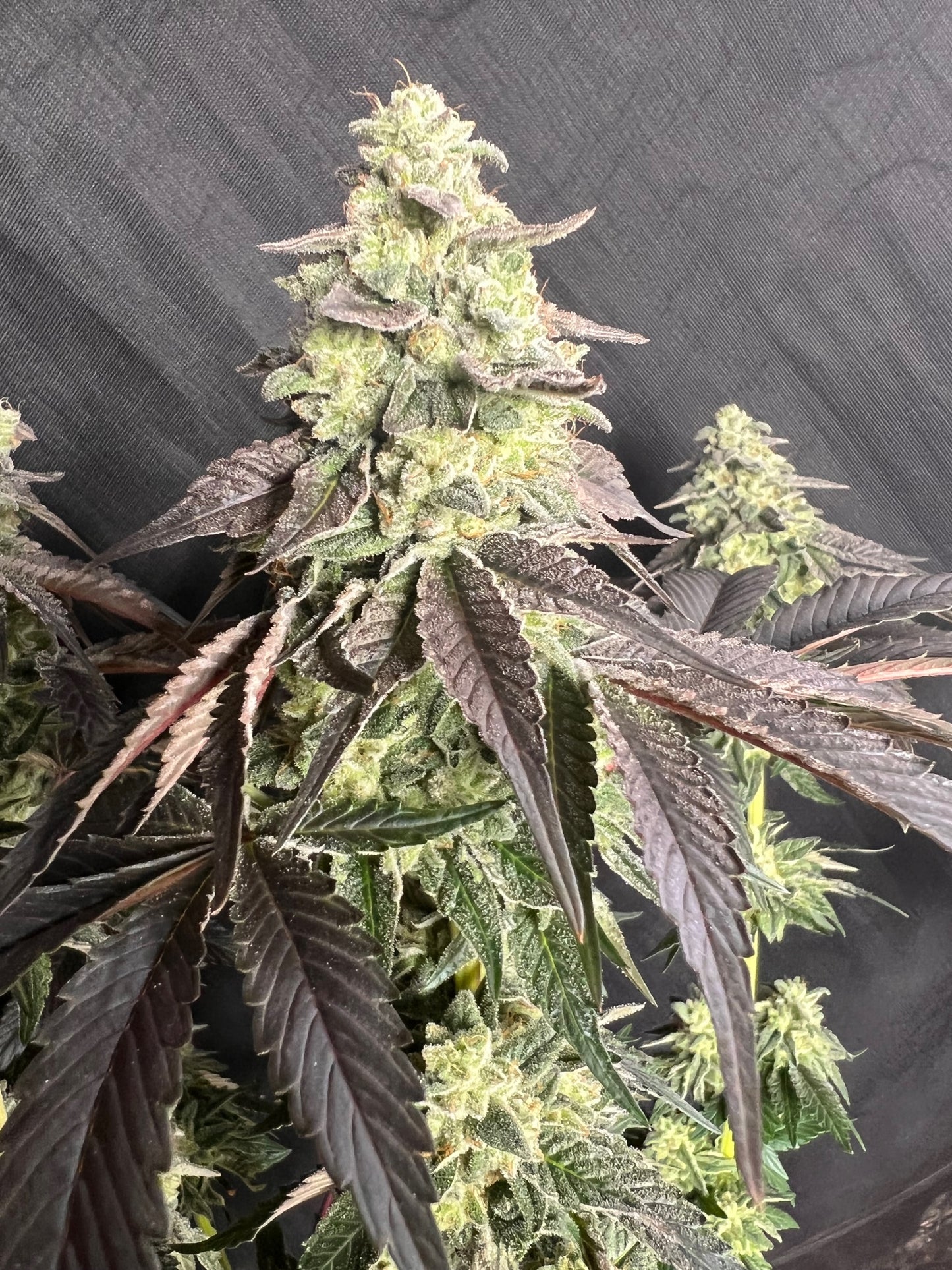 Kerosene Custard (6 Feminized Novelty Seeds)