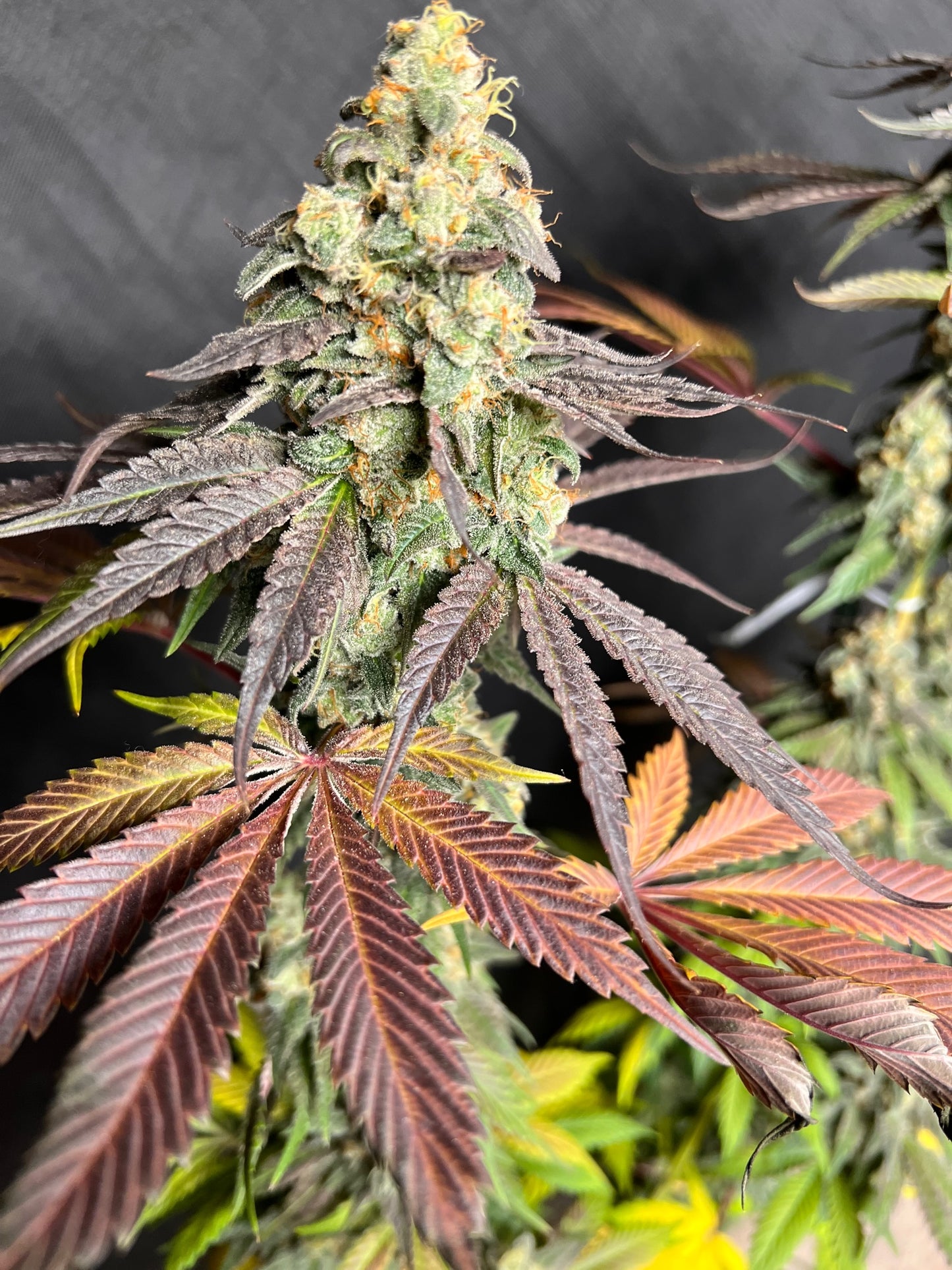 Piña Sorbeté (14 Souvenir Fem. Seeds)