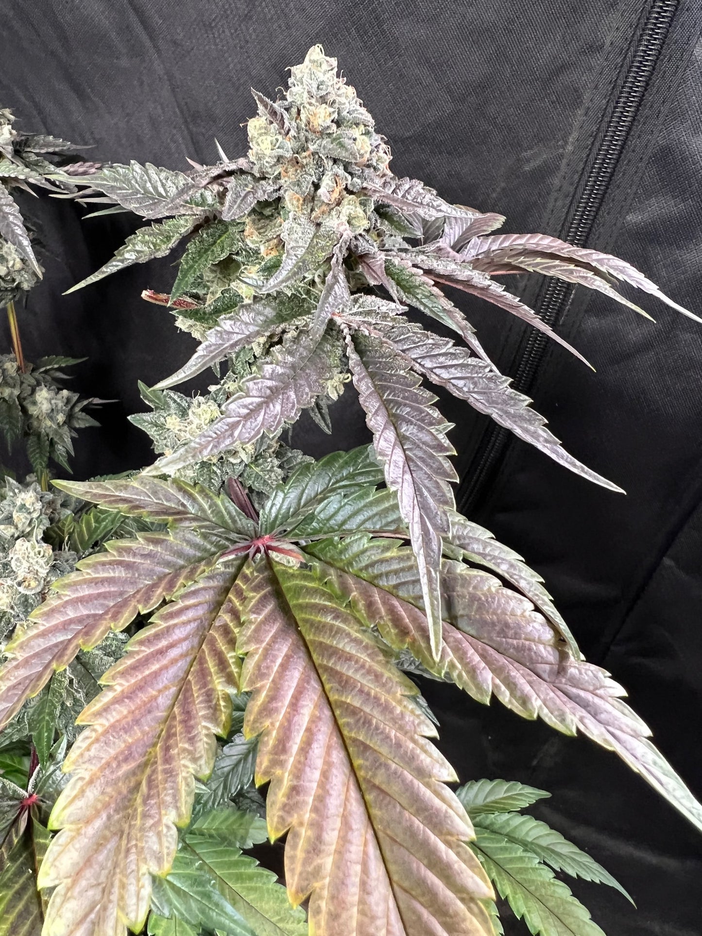 Ice Cream OG (6 feminized novelty seeds)