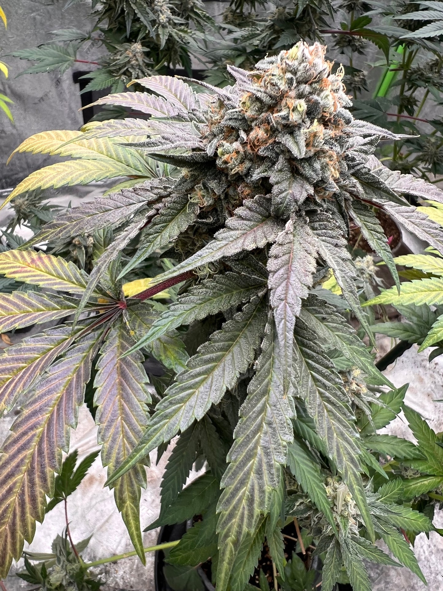 Ice Cream OG (6 feminized novelty seeds)