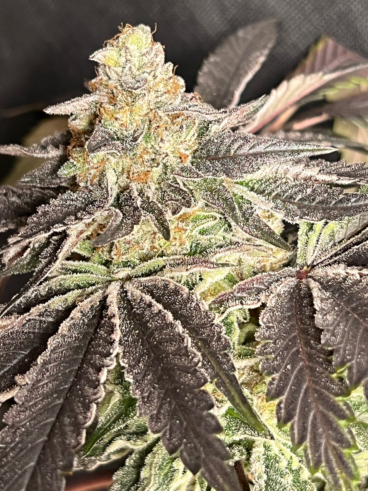 Dosi de Leché (12 Souvenir Fem Seeds)