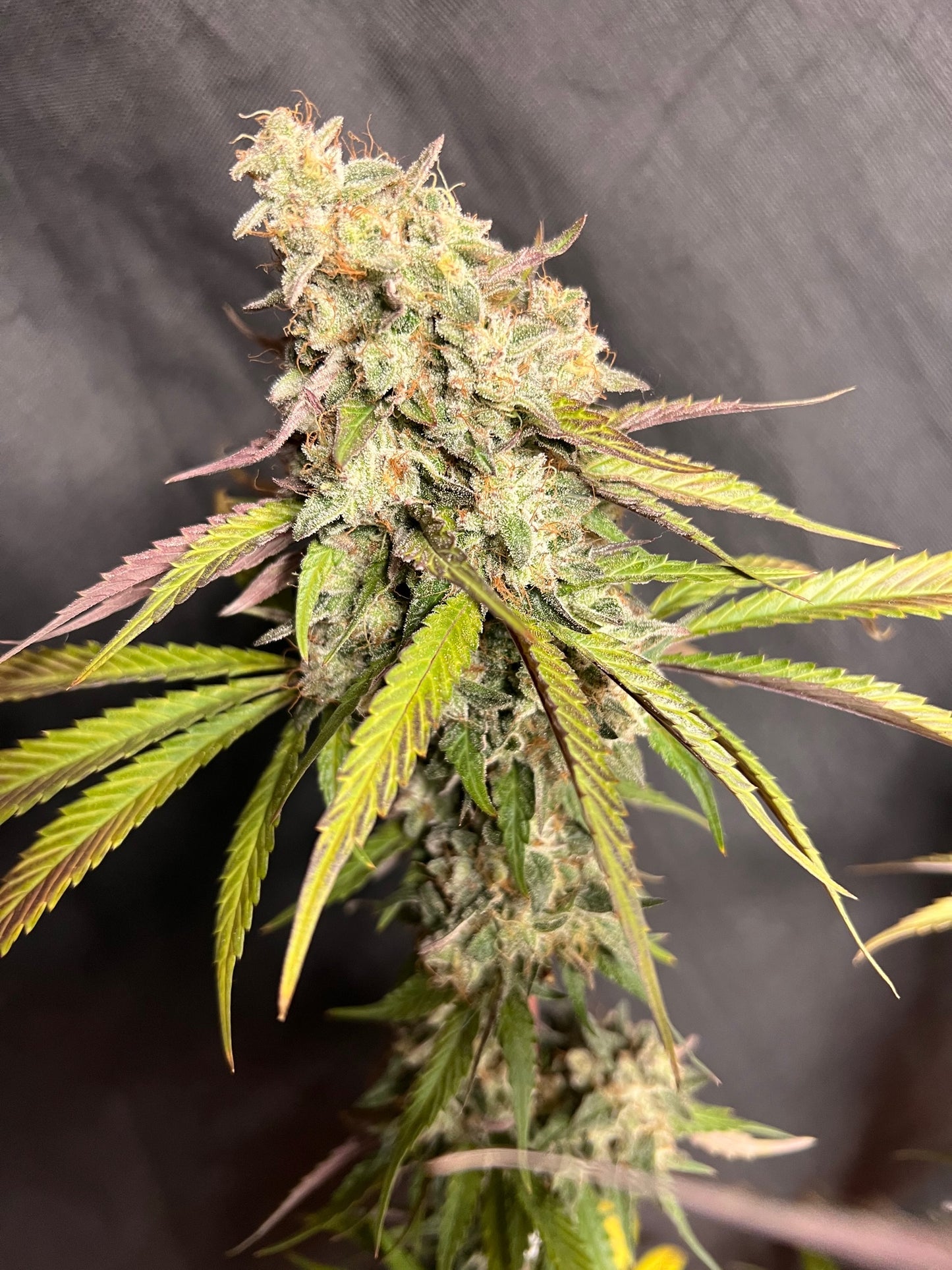 Piña Sorbeté (14 Souvenir Fem. Seeds)