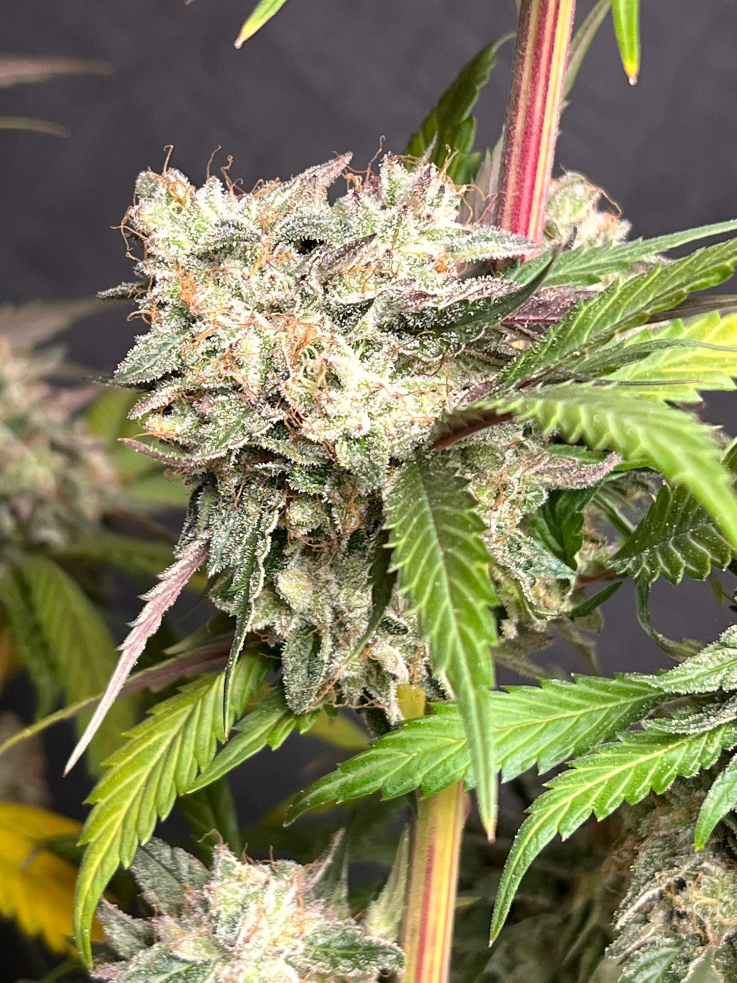 Piña Sorbeté (14 Souvenir Fem. Seeds)